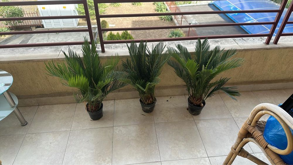 Палми Цикас за дома и градината