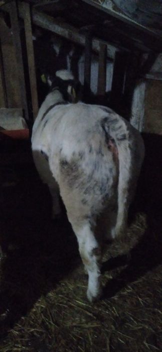 Vițea belgă de Vînzare