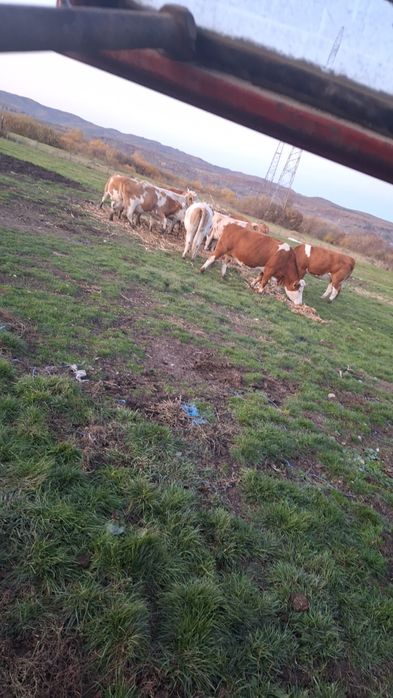 Vând 10 vaci diferite varste