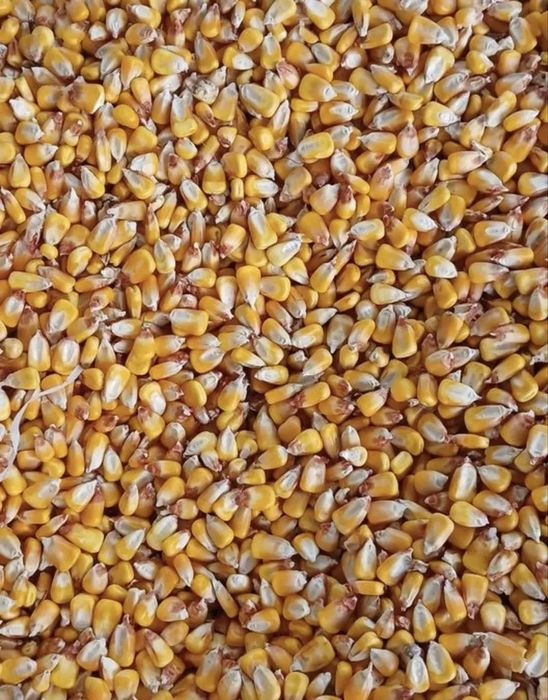 Vand porumb productie 2025