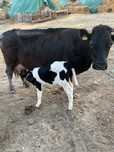 Vaca  de vanzare