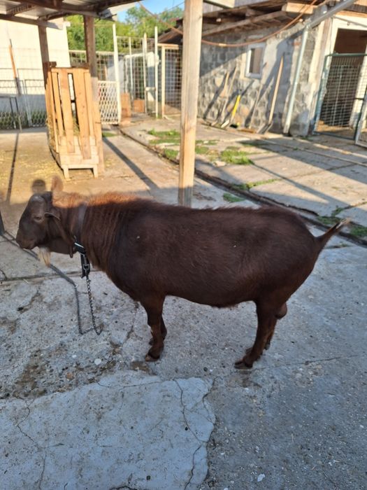 Vând țap murcian blând.