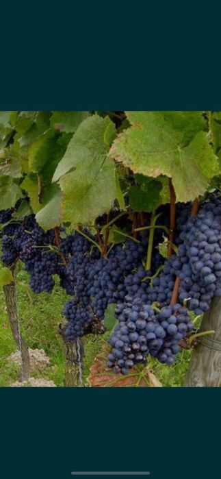 Vând struguri de vin