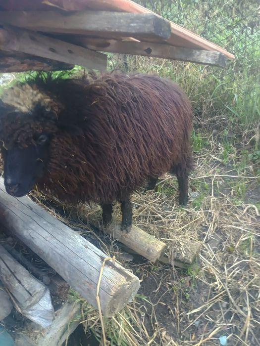 Vând urgent un mior și o mioară