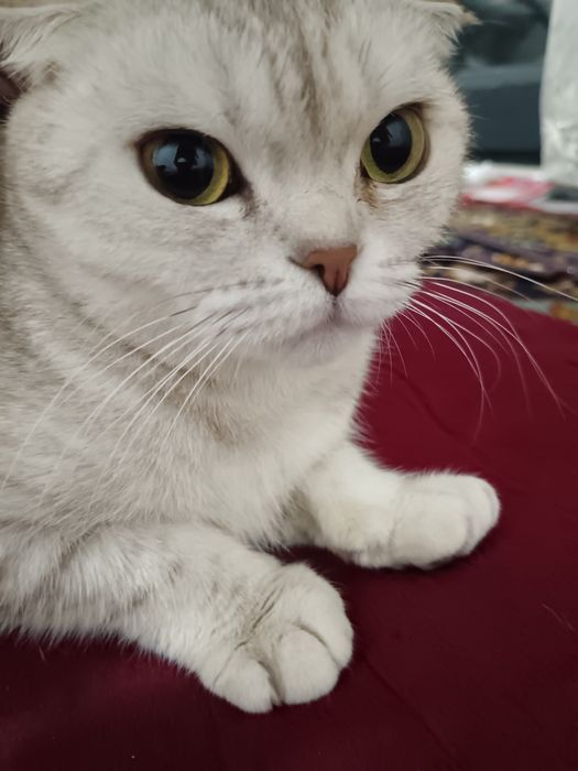 Mushuk sotiladi 1mln bolalari 500 ming