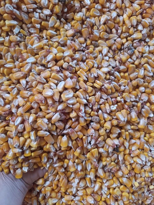 Vând porumb producție 2025