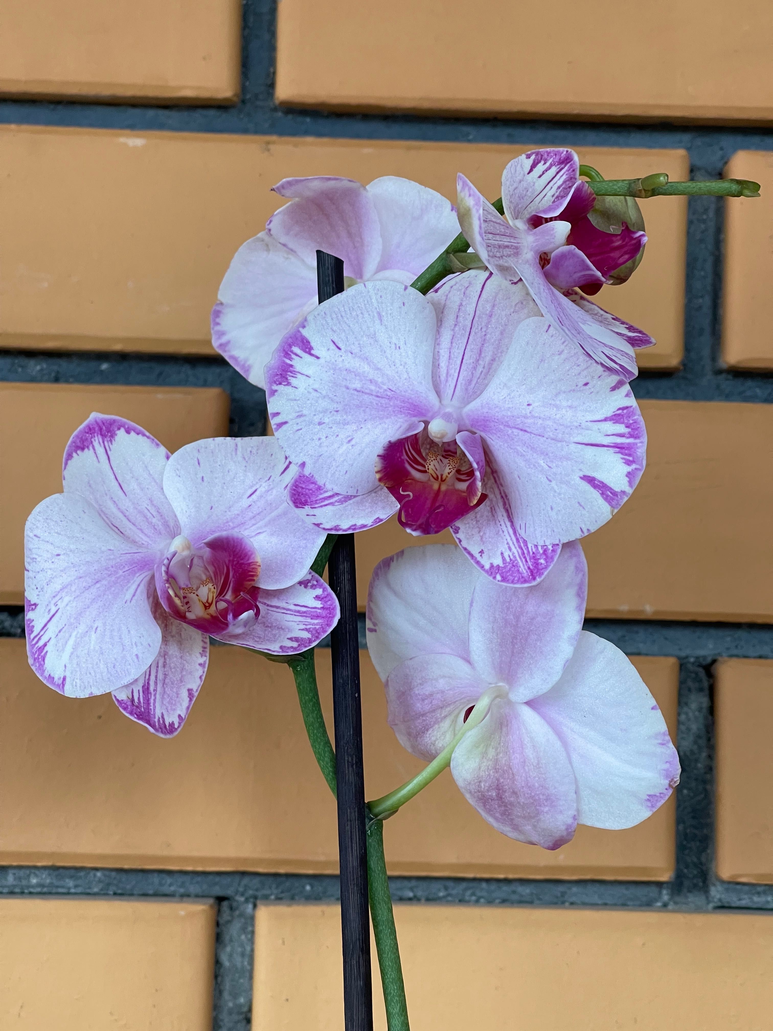 Орхидеи орхидея цветы