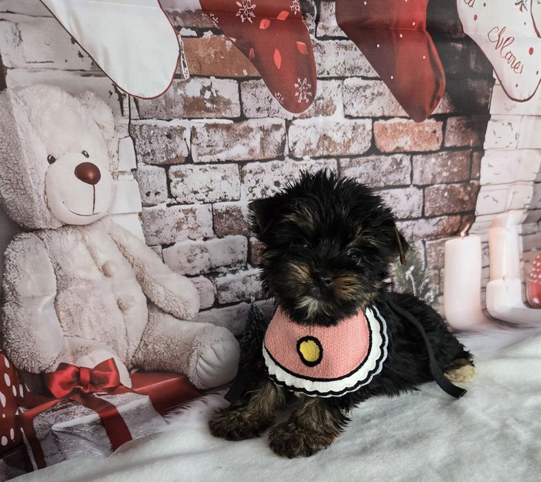 Йоркширски териер ,Йорки мини