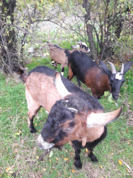 Capră tânără la a doua fătare, montată și țap  tânăr 10 luni