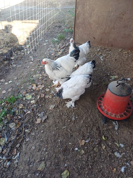 Schimb Familie Brahma hd cu Brahma potarnichiu pe albastru