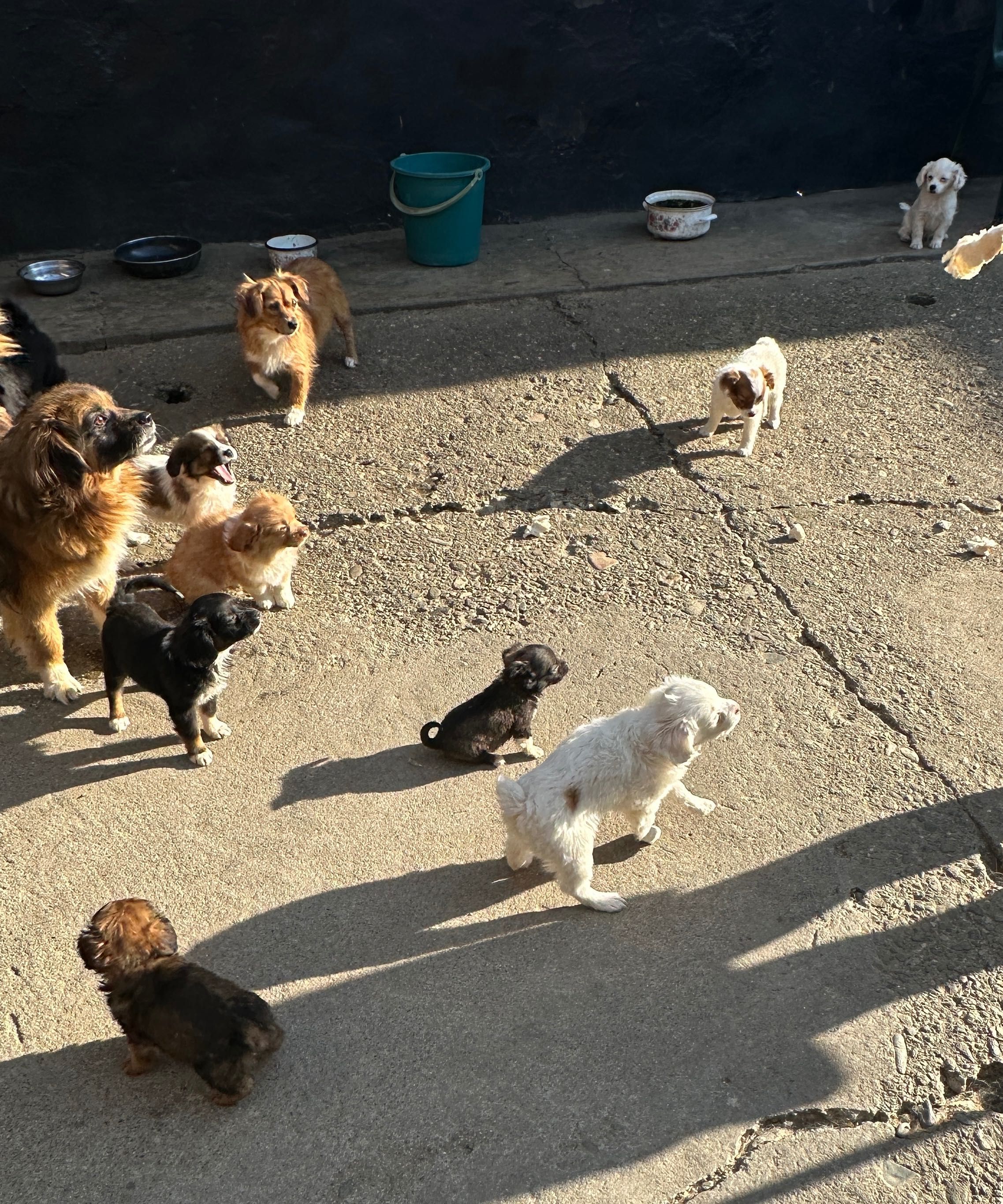 Câinii spre adopție