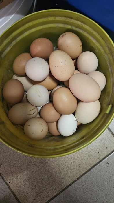 Vând ouă de găină BIO
