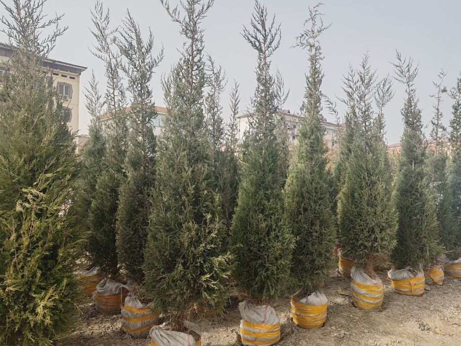 Сасна кучатлари ва турли хилдаги манзарали кучатлар сотувда.