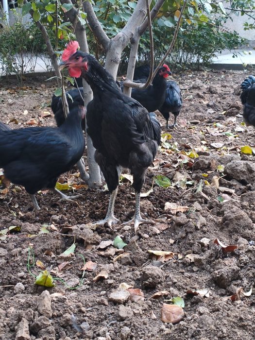 Qora shaxzoda Joja xoroz sotiladi