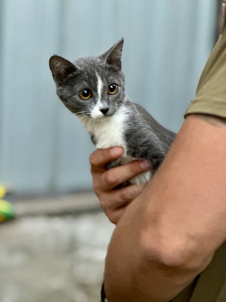 котёнок ищет дом