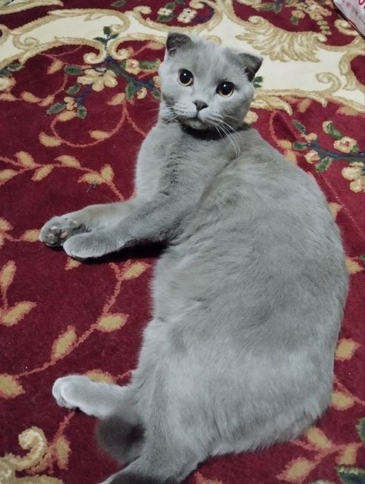 Кот на вязку вислоухий шатландец