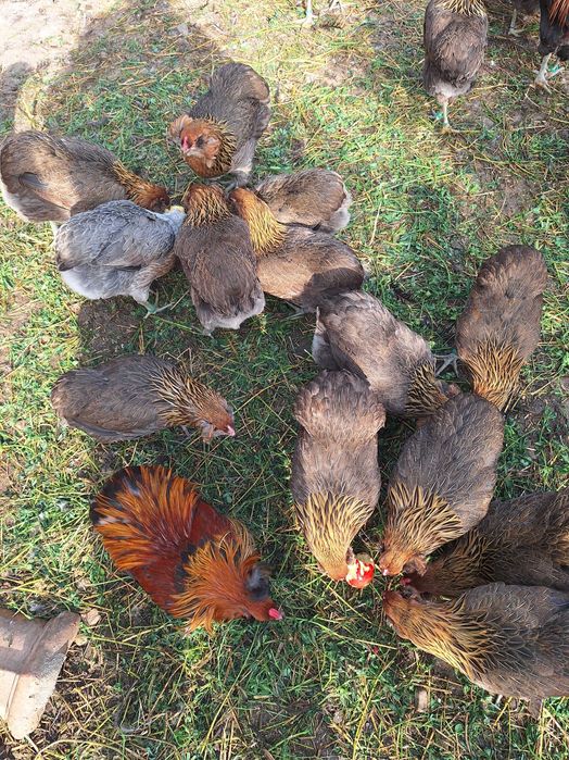 Araucana tineret 2025