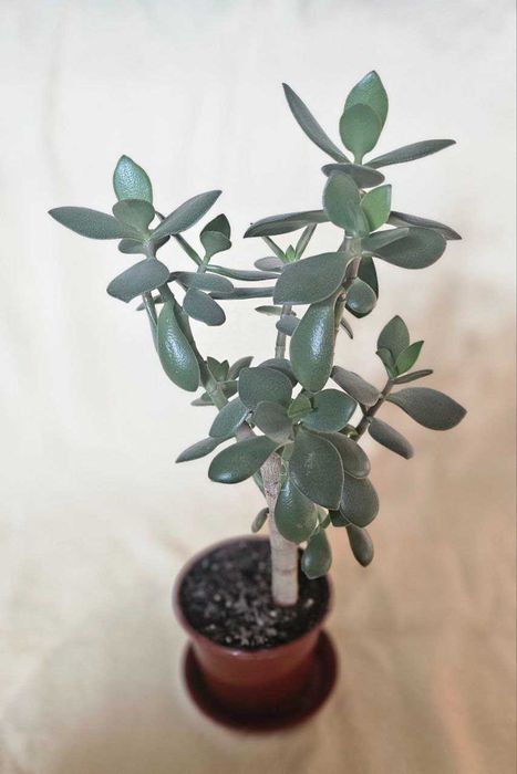 Толстянка. Денежное дерево.