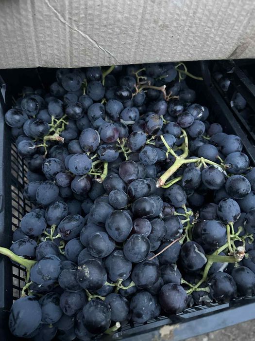 Черно грозде за ракия