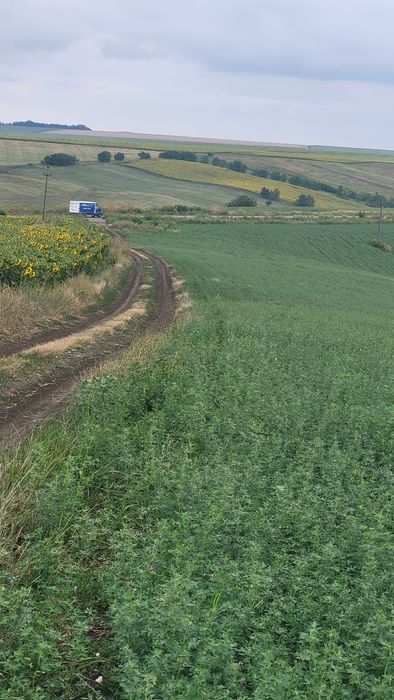 Teren Horlești/Rediu