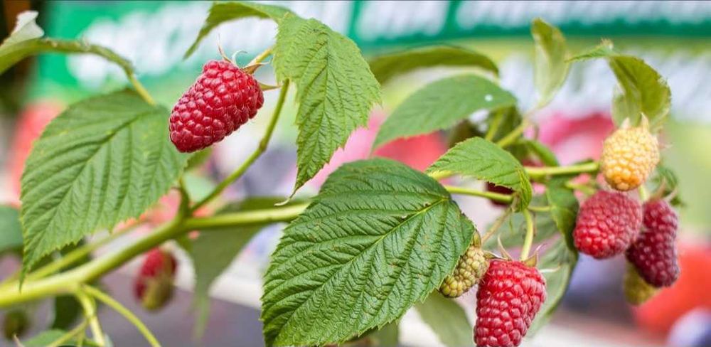 Продавам расат ягоди и малини