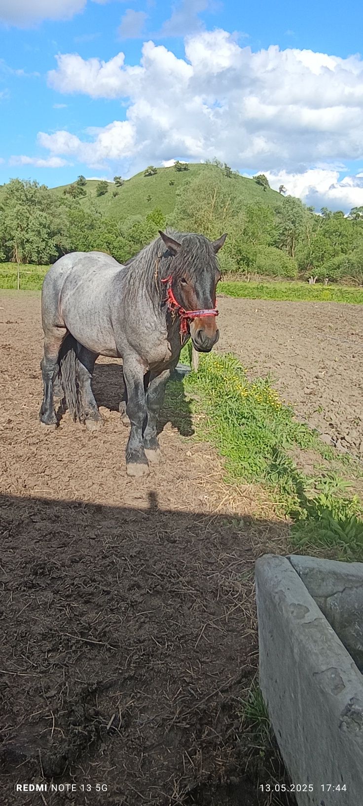 Vând doi mânji frați