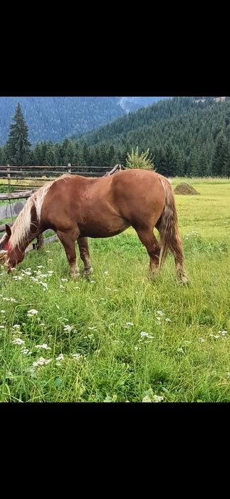 Vand cal, vârsta 6 ani. Preț: 3300€