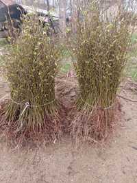 Vând plante cu rădăcină carpenusi și plantez