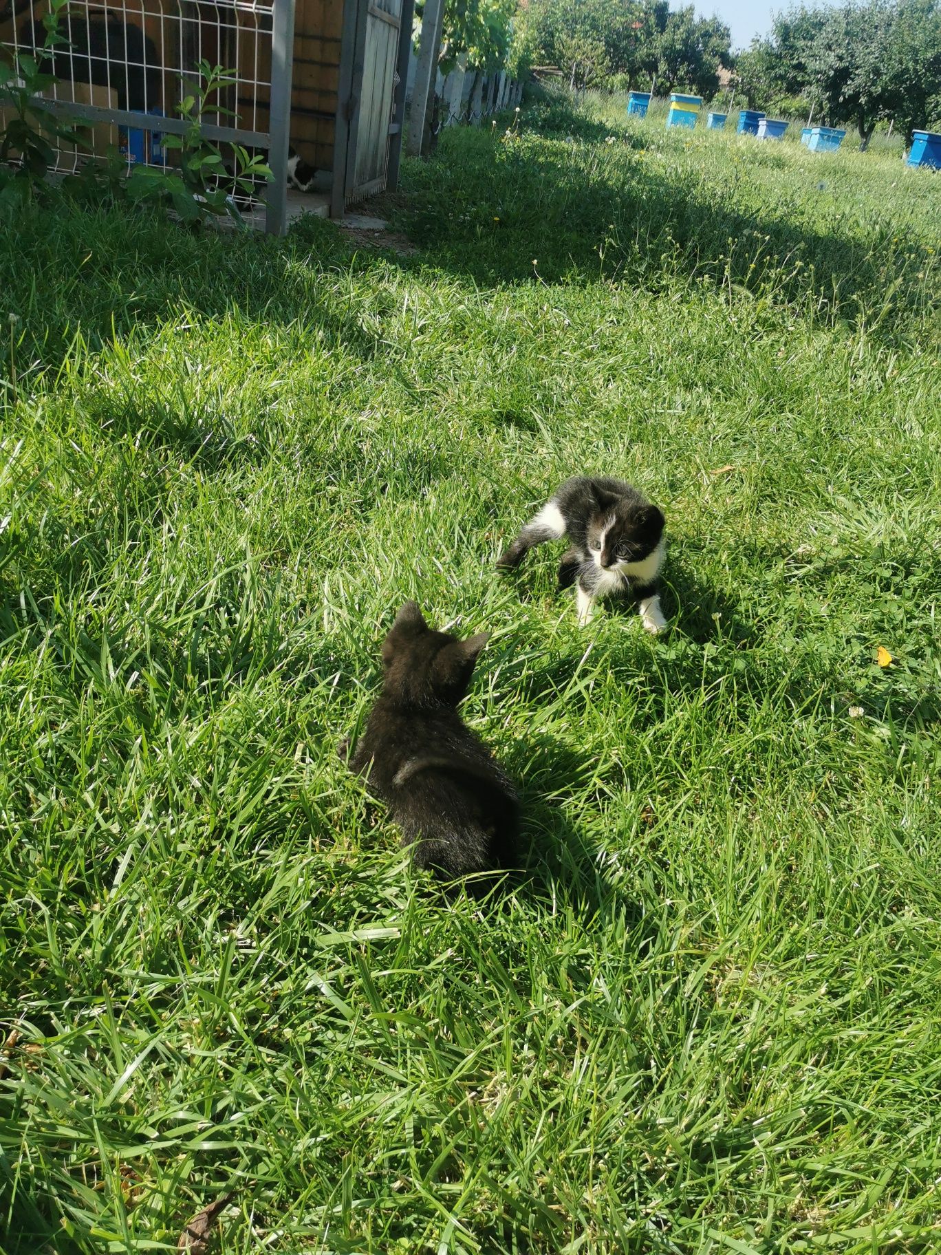 4 малки котенца.