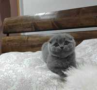 Scottish fold pui