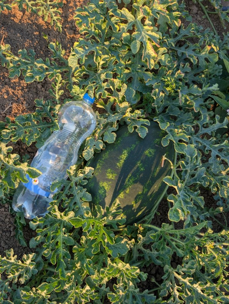 Vand pepeni verzi mirsini