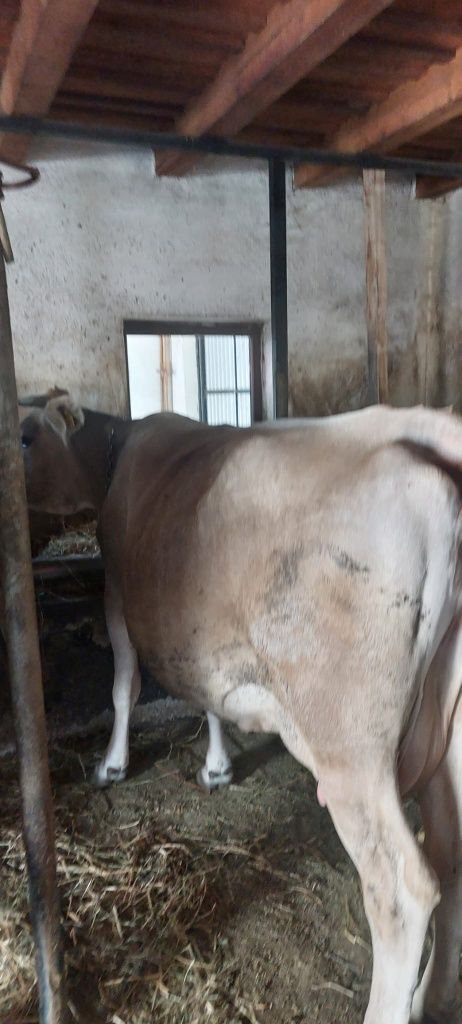 Vând vaca bruna de maramures