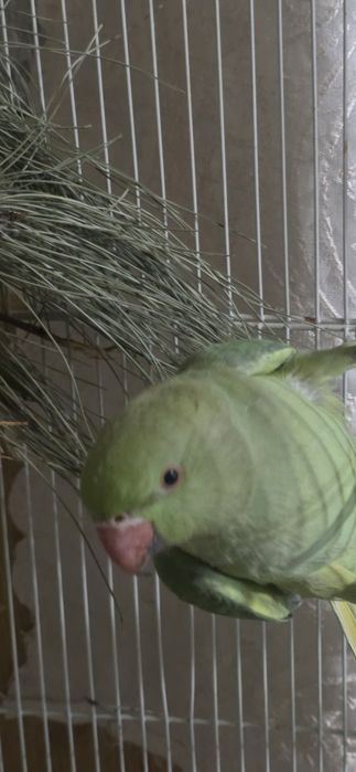 Ожереловый попугай 9 месяц