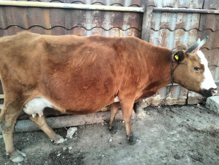 Продам корову молочную