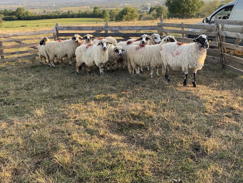 Oi tinere turcane de vânzare