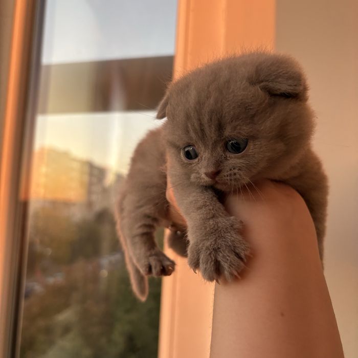 Pui british si scottish fold