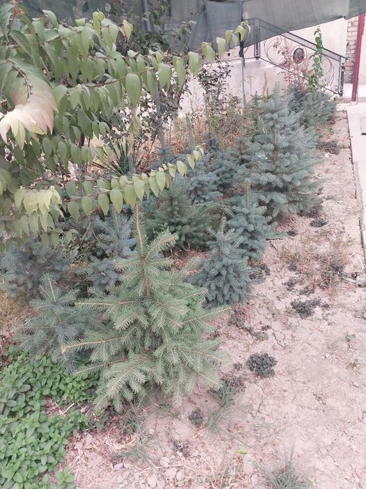Продаются голубые ели