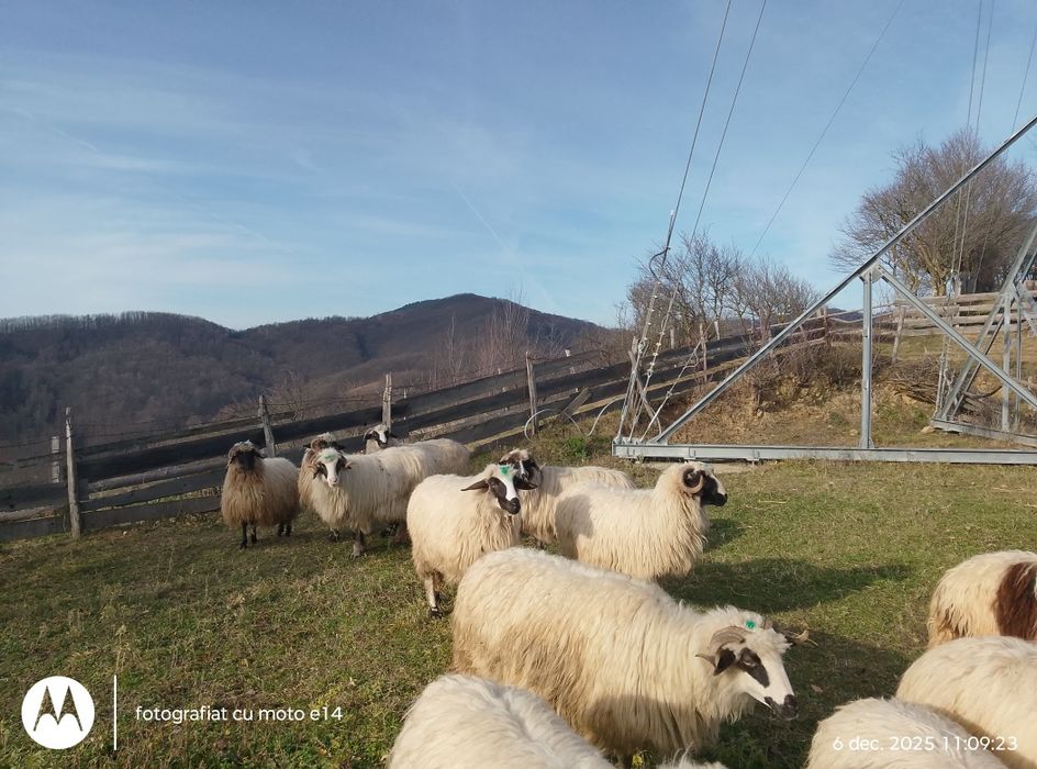 Vindem 11 bucăți ovine