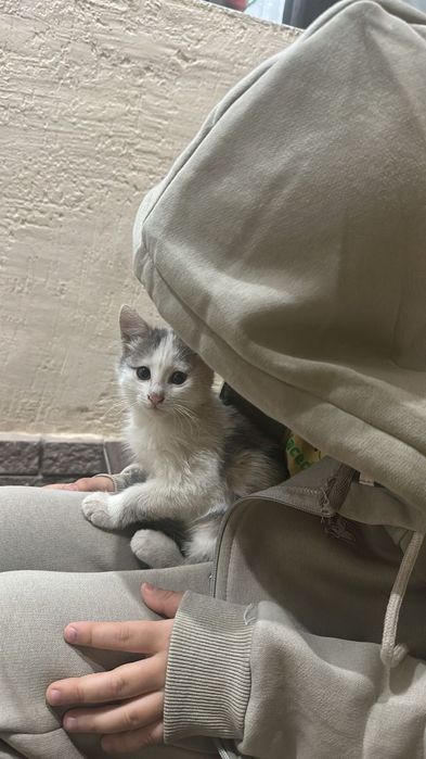 Котенок в доброе руки