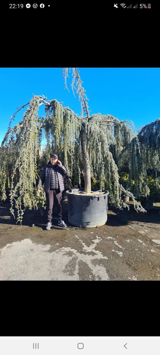 Tuia brazi mesteacăn spirale pon pon cedrus Danica palmieri magnolia