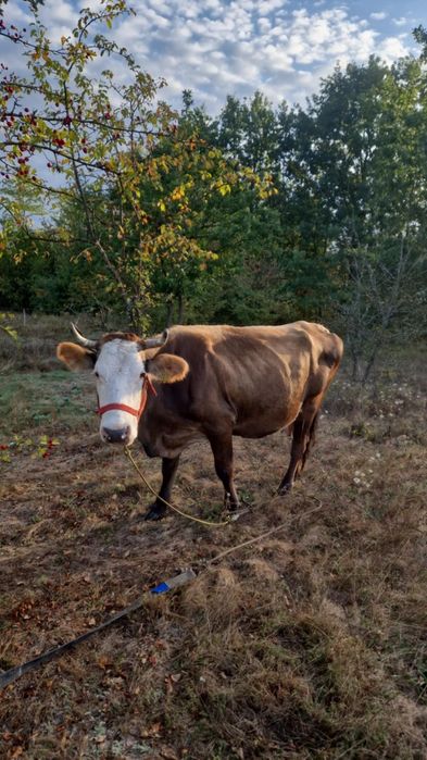 Vând vaca  8 ani
