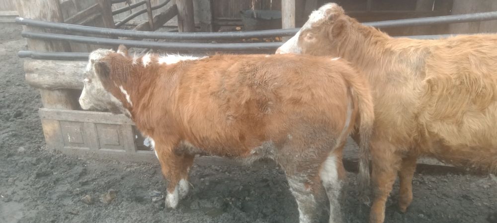 Продам 2 телечки упитоные жырные потсосные