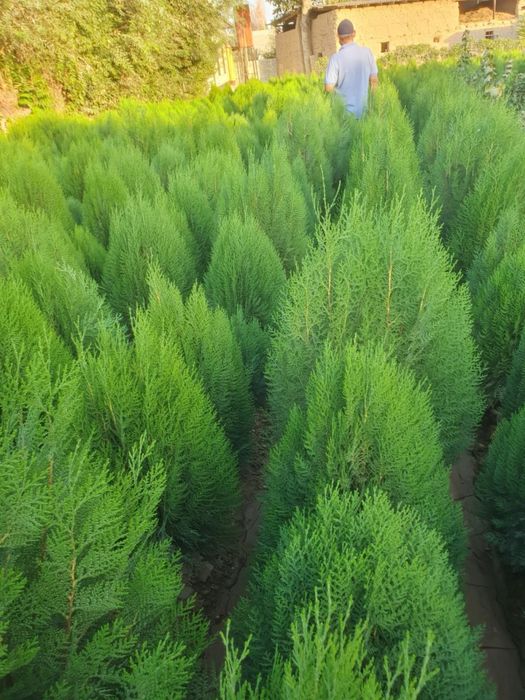 Арча ва гуллар оптом нархларда йетказиб берамиз