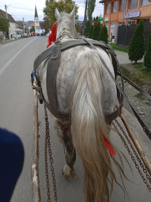 Cai  de  vânzare