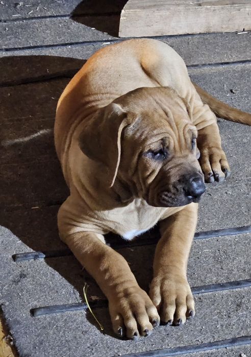 Pui Tosa Inu femela si mascul de 8 săptămâni de vazare