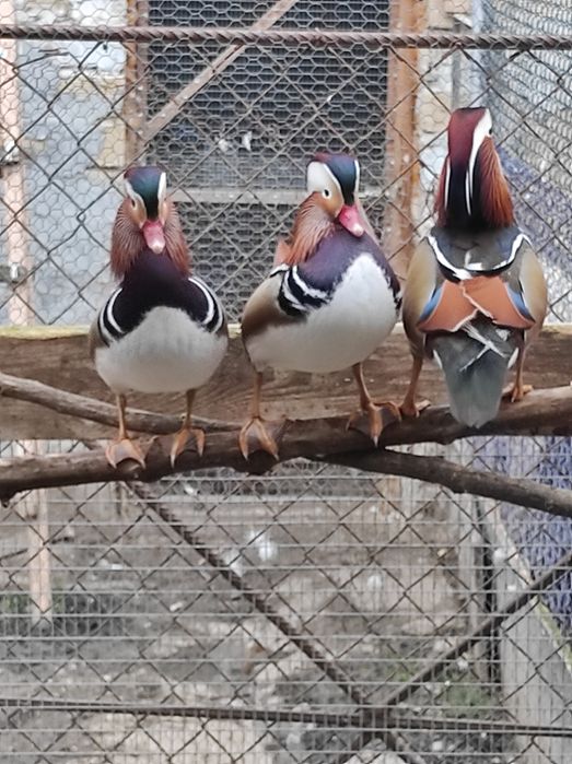 Патета мандаринки