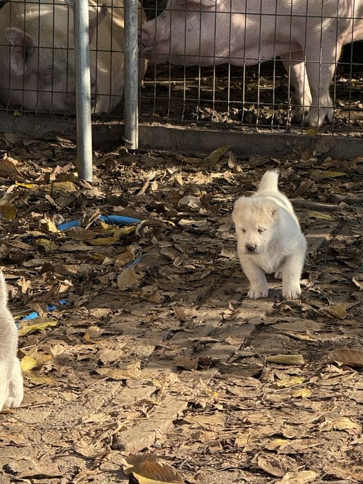 Страхотни кутрета Сао алабай