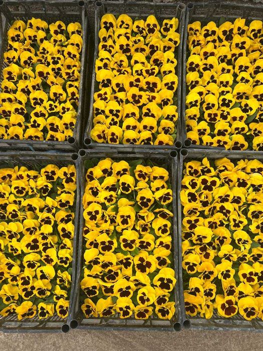 Viola gul chempioni / Любой объёмда гаплашамиз