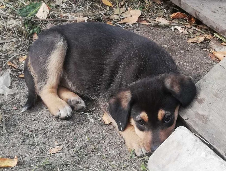 Щенки ищут дом, возраст 4 месяца