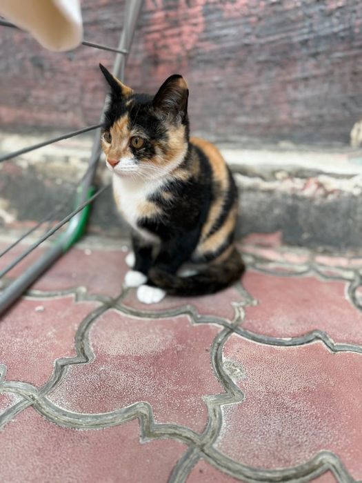 Отдам бесплатно в хорошие руки